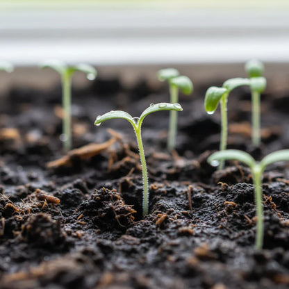Kelloggs Breakfast Tomato Seeds – Tomato Seeds for Home Garden