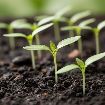 Merlot F1 Sweet Pepper Seeds for Home Garden