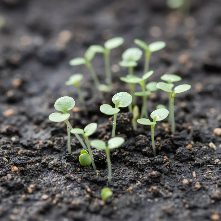 Miners Lettuce Seeds for Home Garden