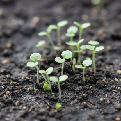Miners Lettuce Seeds for Home Garden
