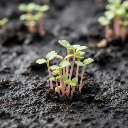 Pink Celery Seeds for Home Garden