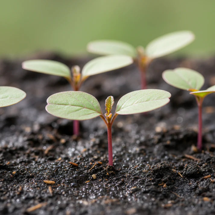 Red Leaf Amaranth Seeds for Home Garden