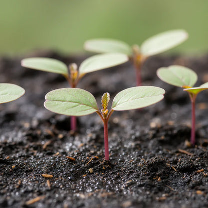 Red Leaf Amaranth Seeds for Home Garden