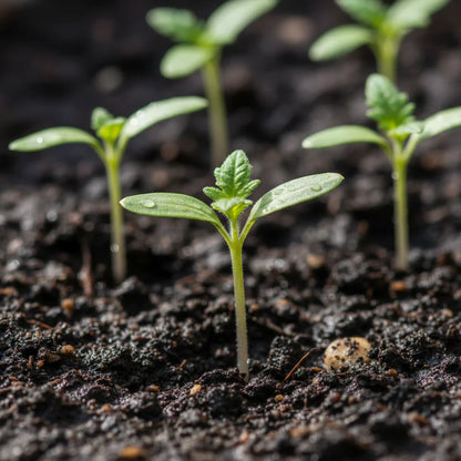 Reisetomate Tomato Seeds – Heirloom Tomato Seeds for Home Garden