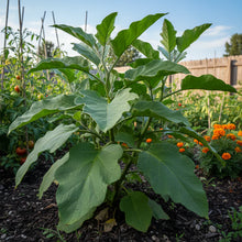 Eggplant Seeds for Garden Planting