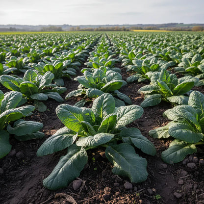 Swede Tweed F1 Hybrid Vegetable Seeds for Planting