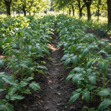 Tomato Bellandine Vegetable Seeds for Planting