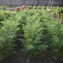 Organic Oxheart Carrot Seeds for Home Garden Planting