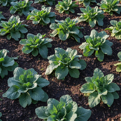 Swede Marian Vegetable Seeds for Planting