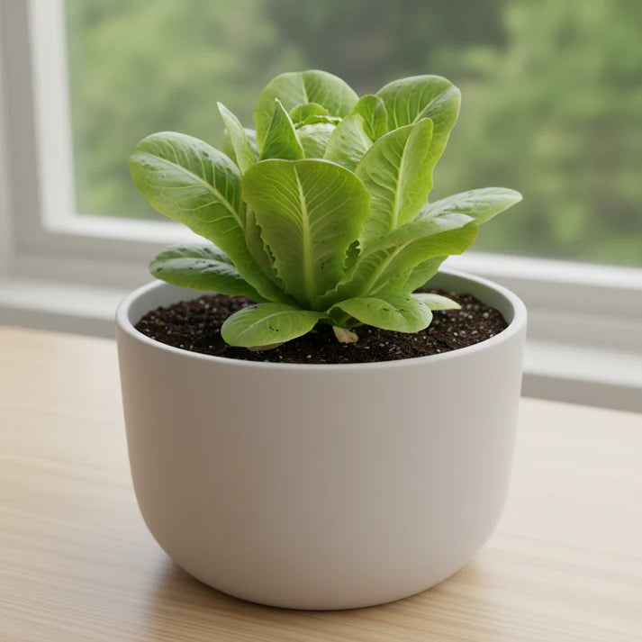 Organic Iceberg Lettuce Seeds for Home Garden