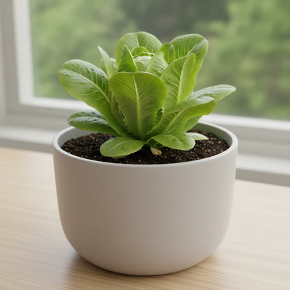 Organic Iceberg Lettuce Seeds for Home Garden