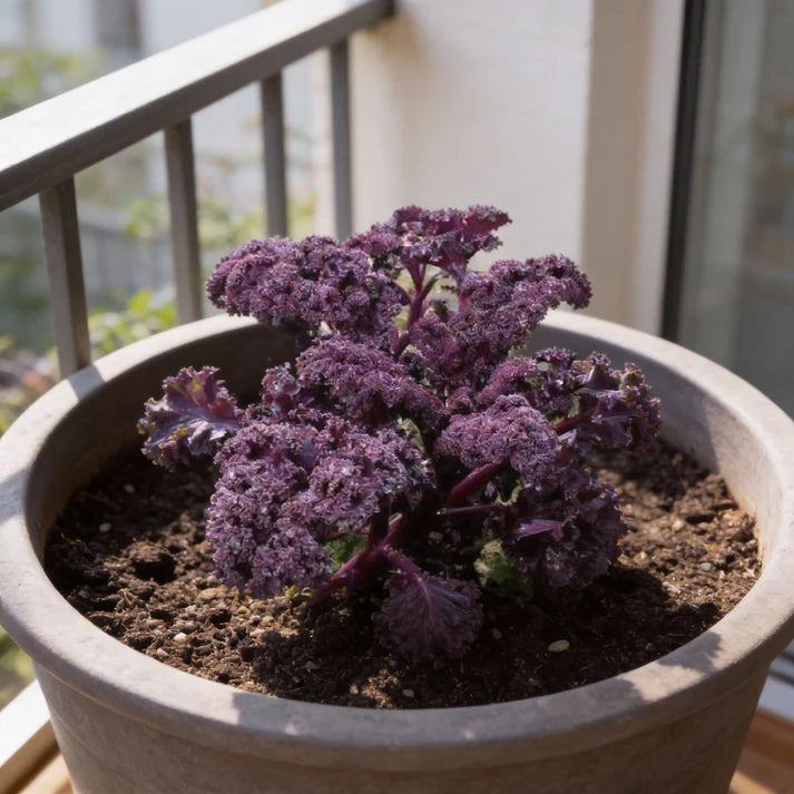 Redbor Kale Seeds for Home Gardens