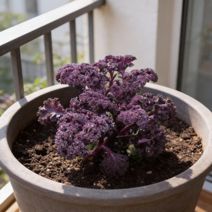 Redbor Kale Seeds for Home Gardens