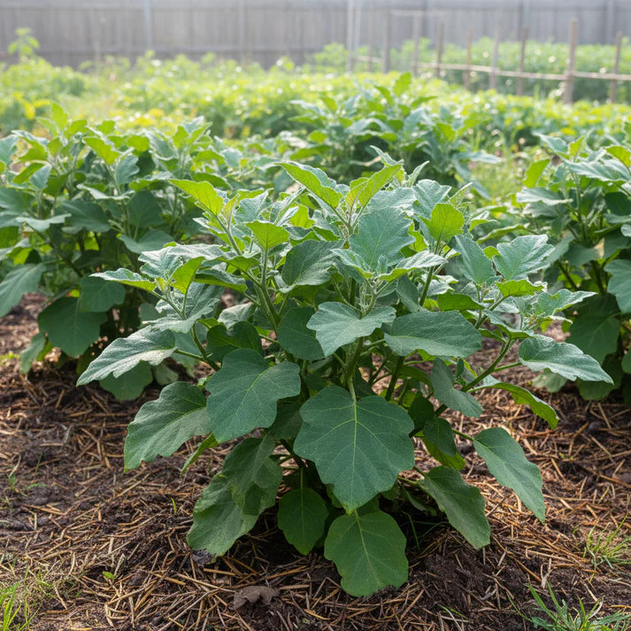 Brinjal Green Round Vegetable Seeds for Home Gardening