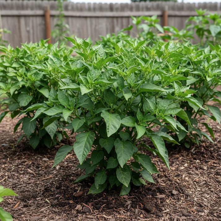 White Chili Pepper Seeds for Home and Garden Planting