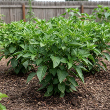 White Chili Pepper Seeds for Home and Garden Planting