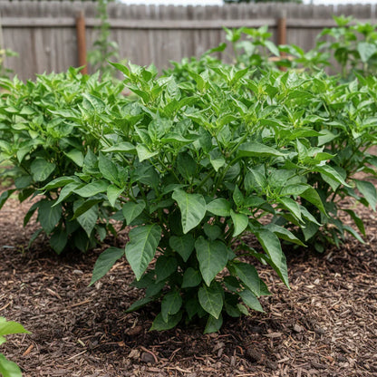 White Chili Pepper Seeds for Home and Garden Planting