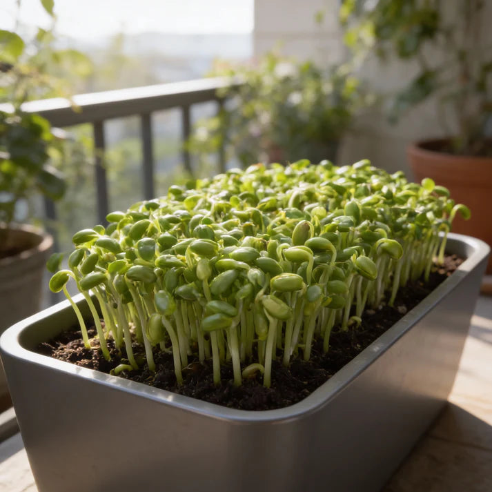 Alfalfa Sprouting Seeds for Home Gardening