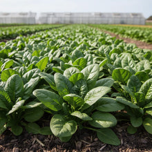 Spinach F1 Harp Seeds for Home Gardening