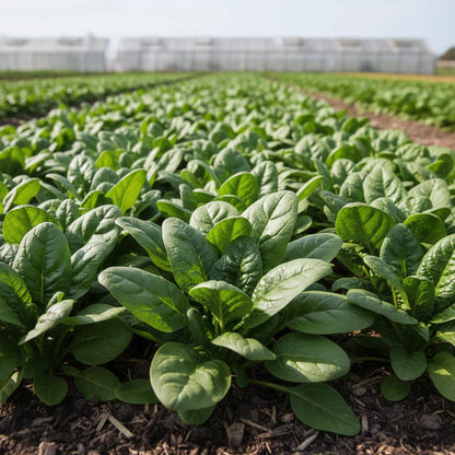 Spinach F1 Harp Seeds for Home Gardening