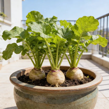 Cairns Family Heirloom Rutabaga Seeds for Home Gardening