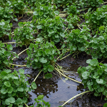Watercress Seeds for Home Gardening