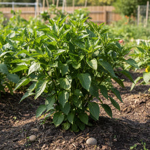 Yellow Sweet Pepper Seeds for Home Gardening