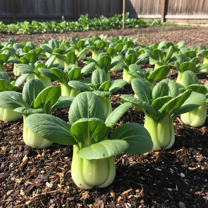 Canton Bok Choy Pak Choi Seeds for Home Gardening