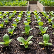 Komatsuna Leafy Vegetable Seeds for Home Gardening