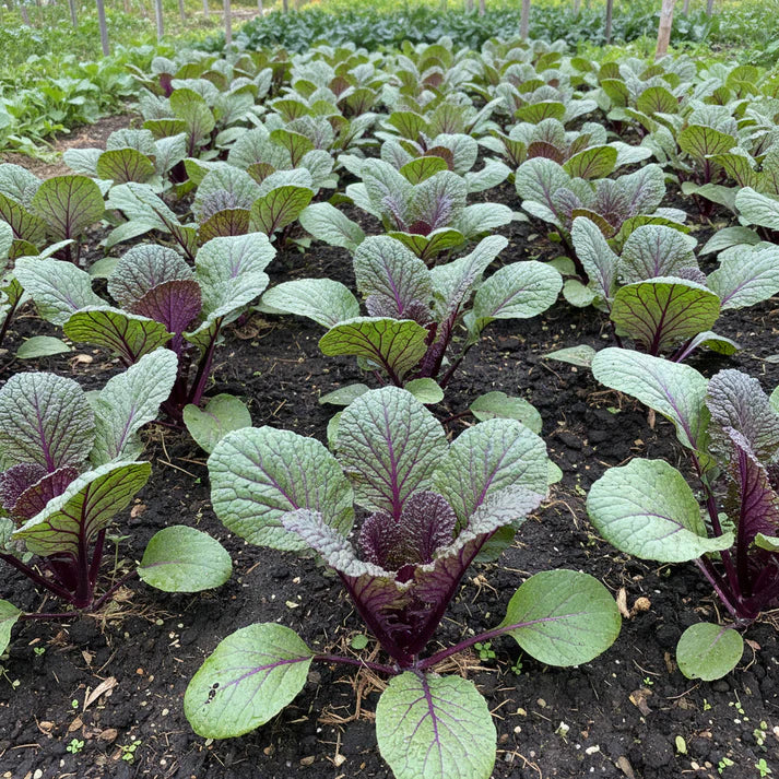 Purple Chinese Cabbage Seeds for Home Gardening