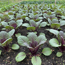 Purple Chinese Cabbage Seeds for Home Gardening