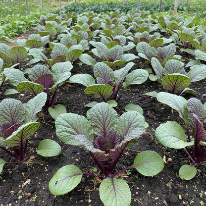 Purple Chinese Cabbage Seeds for Home Gardening