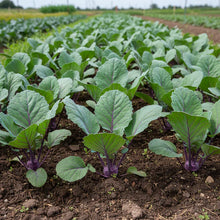 Purple Kohlrabi Seeds for Home Gardening