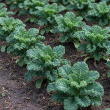 Westlandse Kale Seeds for Home Gardening