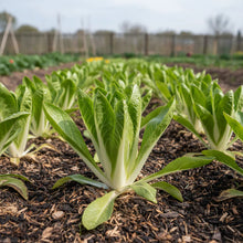White Endive Vegetable Seeds for Home Gardens