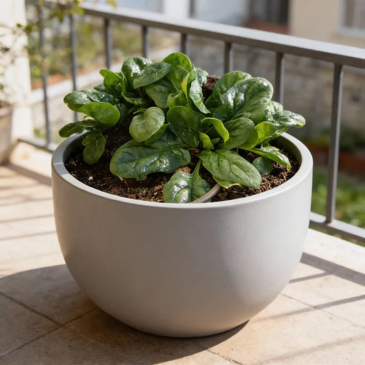 Nobel Spinach Seeds for Home Gardens