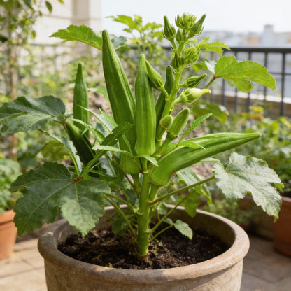 Cajun Jewel Okra Seeds for Home Gardening