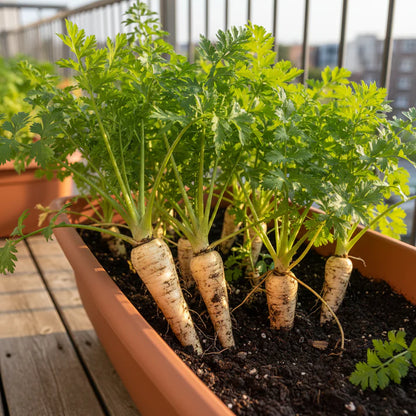 Salsify Sandwich Island Seeds for Home Gardening