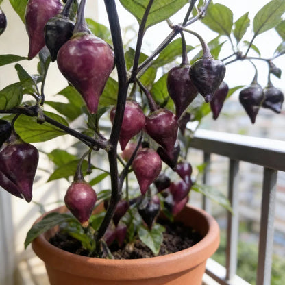 Pepper Pink Biquinho Seeds for Home Gardening