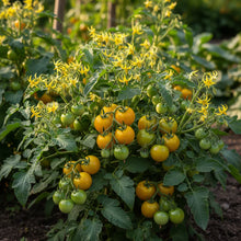 Tomato Jaune Flamme Seeds – Yellow Cherry Tomato Seeds for Home Garden