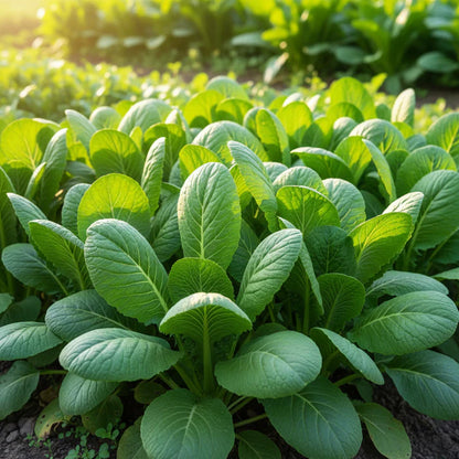 Jung Green Leafy Vegetable Seeds