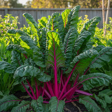 Silverbeet Magenta Seeds for Home Garden