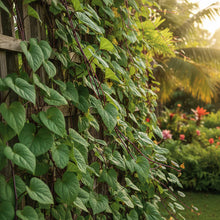 Malabar Spinach Ceylon Red Seeds