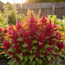 Pygmy Torch Amaranth Seeds