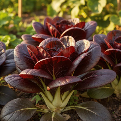 Tatsoi Red Seeds for Home Garden