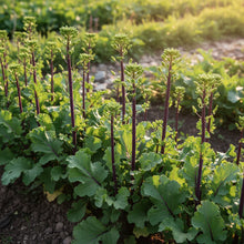 Purple Choy Sum Seeds for Home Garden