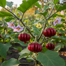 Eggplant Red Ruffle Seeds – Eggplant Seeds for Home Garden