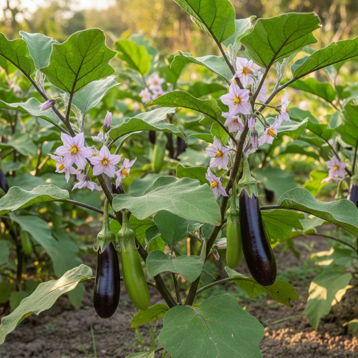 Eggplant Togo Seeds – Eggplant Seeds for Home Garden
