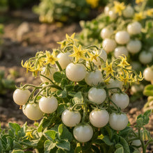 Tomato Ice Vegetable Seeds for Home Garden