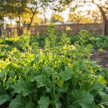 Yu Choy Sum Seeds for Home Garden